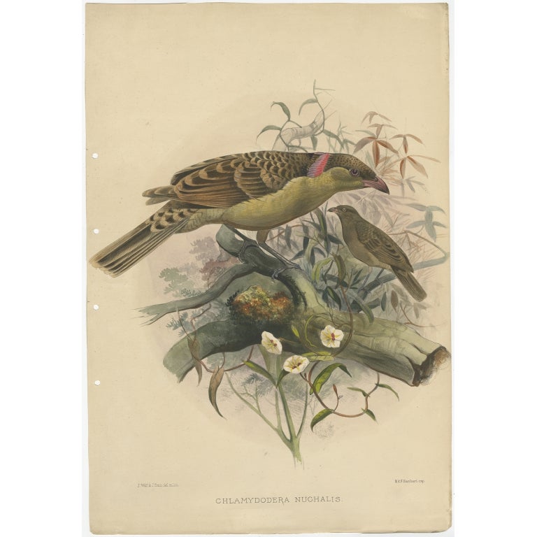 Impression ancienne d'oiseau du grand oiseau arc-en-ciel gris par Elliot, vers 1873