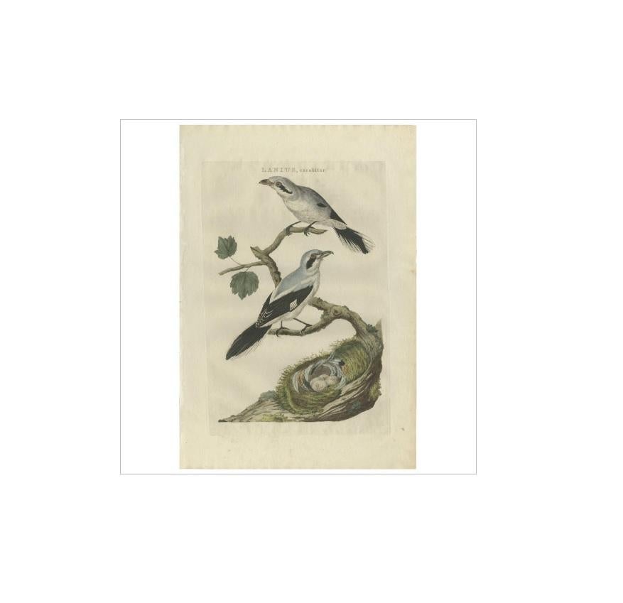 Antique print titled 'Lanius, Excubitor'. The great grey shrike, northern grey shrike, or northern shrike (Lanius excubitor) is a large songbird species in the shrike family (Laniidae). It forms a superspecies with its parapatric southern relatives,