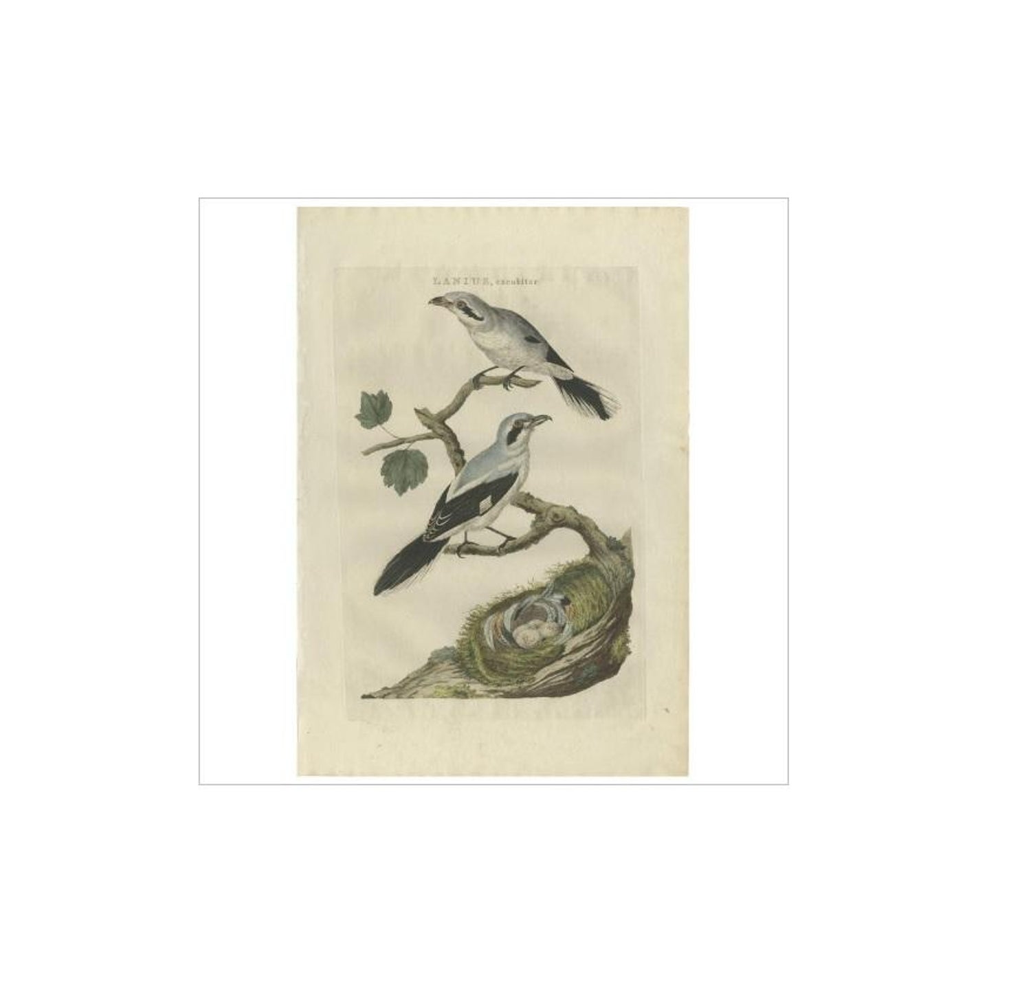 Antique Bird Print of the Great Grey Shrike by Sepp and Nozeman, 1789 For  Sale at 1stDibs