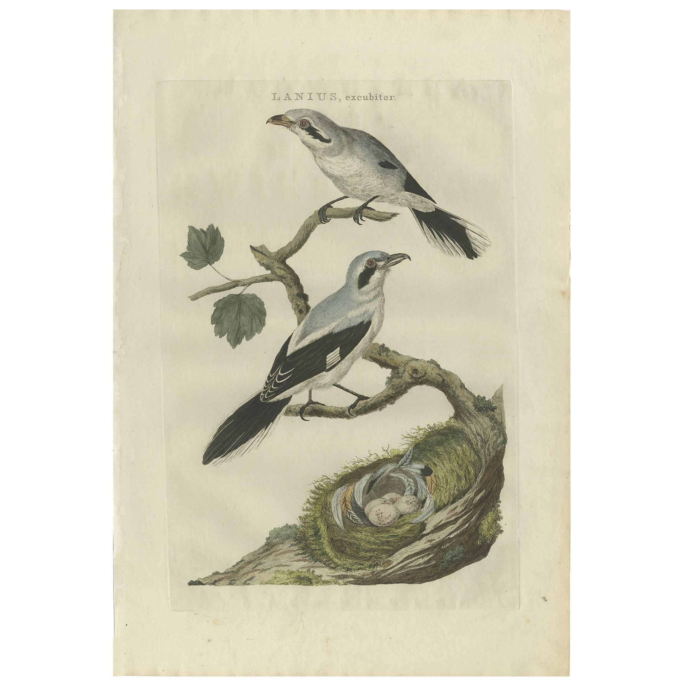 Antiker antiker Vogeldruck des grauen Schreins in Großgrau von Sepp & Nozeman, 1789