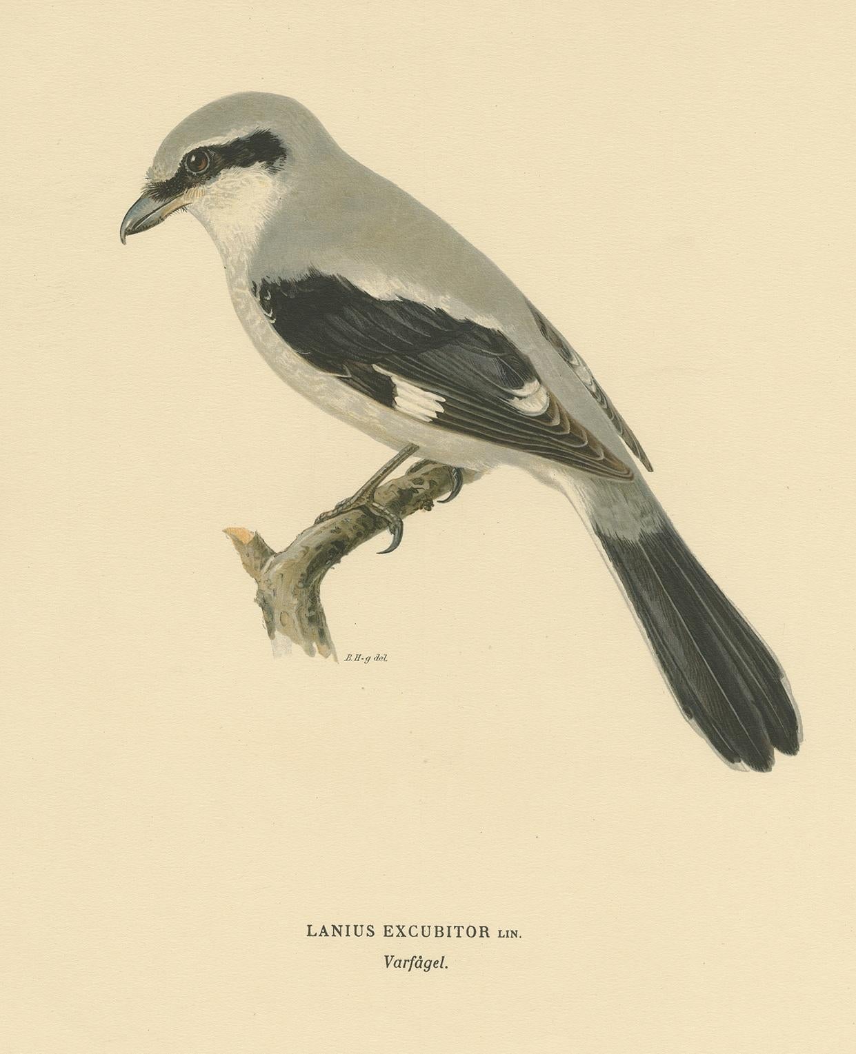 Gravure ancienne d'oiseau intitulée 'Lanius Excubitor'. Ancienne gravure d'oiseaux représentant la grande pie-grièche grise. Cette gravure est tirée de 