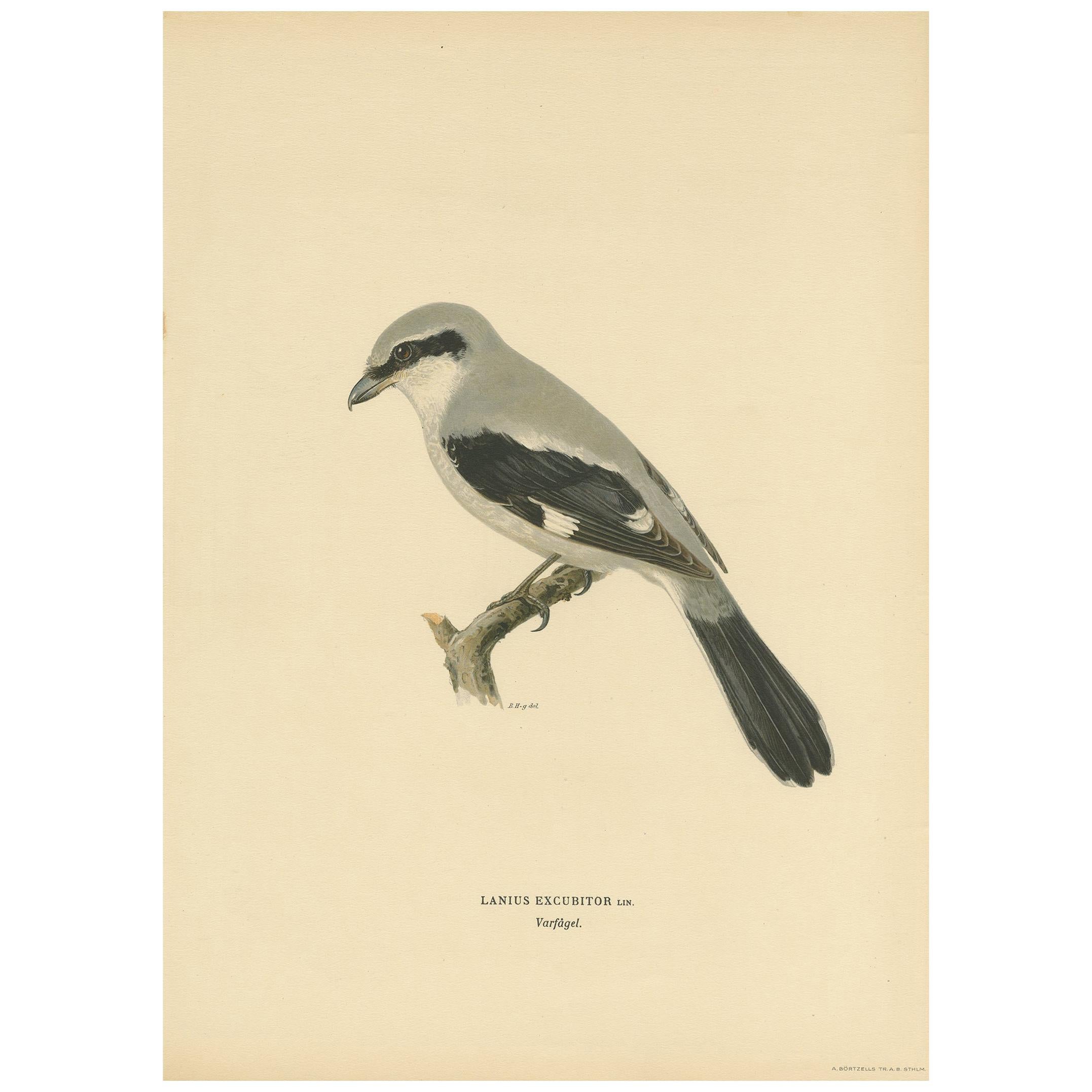 Impression ancienne d'oiseau du grand sanctuaire gris par Von Wright, 1927 en vente