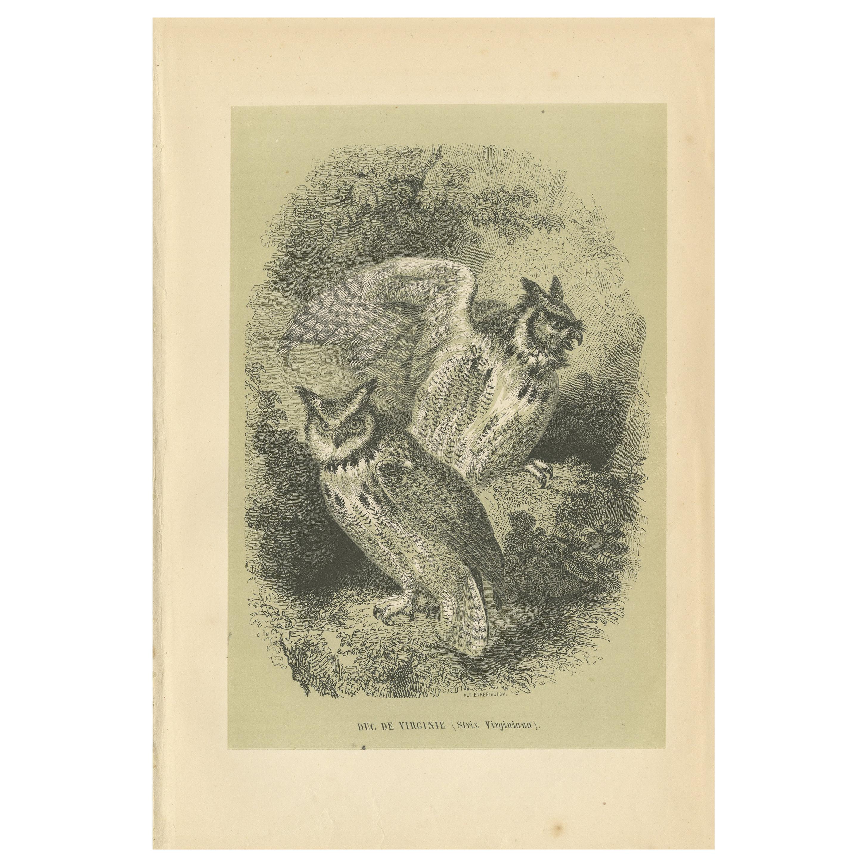 Impression ancienne d'oiseau du grand hibou à cornes, 1853