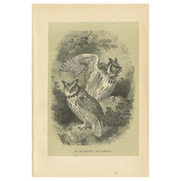 Antique Bird Print of the Great Horned Owl, 1853 For Sale at 1stDibs