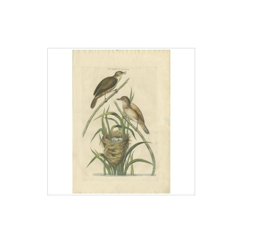Antique print titled 'Turdus, junco'. The great reed warbler (Acrocephalus arundinaceus) is a Eurasian passerine in the genus Acrocephalus. 

This print originates from 'Nederlandsche Vogelen; volgens hunne huisdouding, art, en eigenschappen