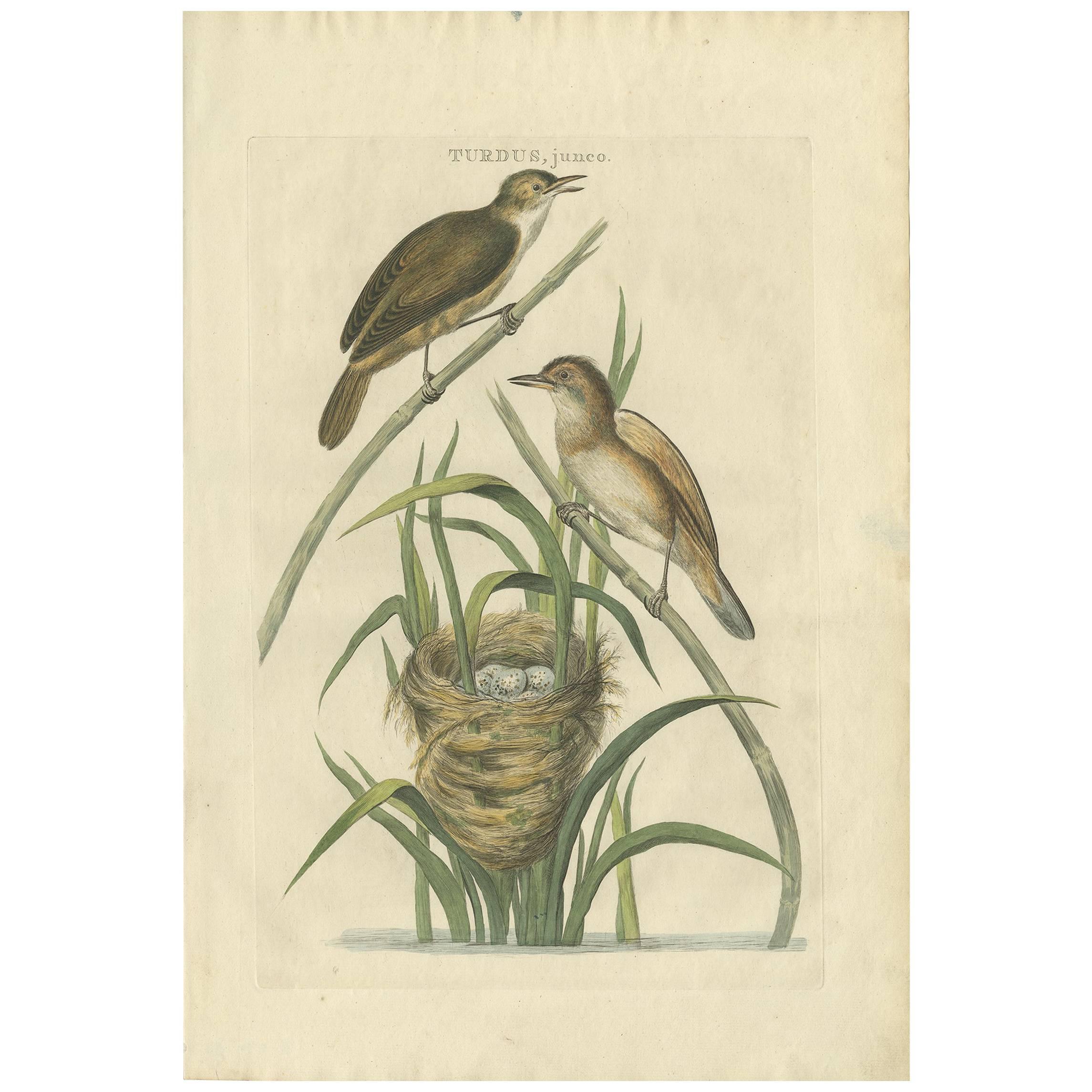 Antique Bird Print of the Great Reed Warbler by Sepp and Nozeman, 1789