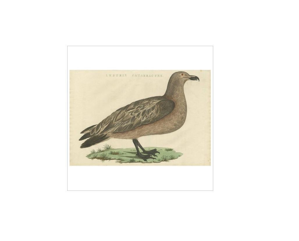 Antique print titled 'Lestris Catarractes'. The great skua (Stercorarius skua) is a large seabird in the skua family Stercorariidae. The English name and species name 