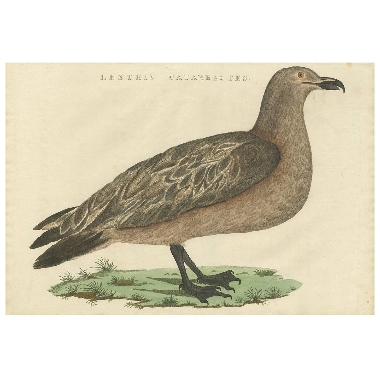 Impression ancienne d'oiseau du Grand Skua par Sepp & Nozeman, 1829