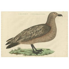 Impression ancienne d'oiseau du Grand Skua par Sepp & Nozeman, 1829