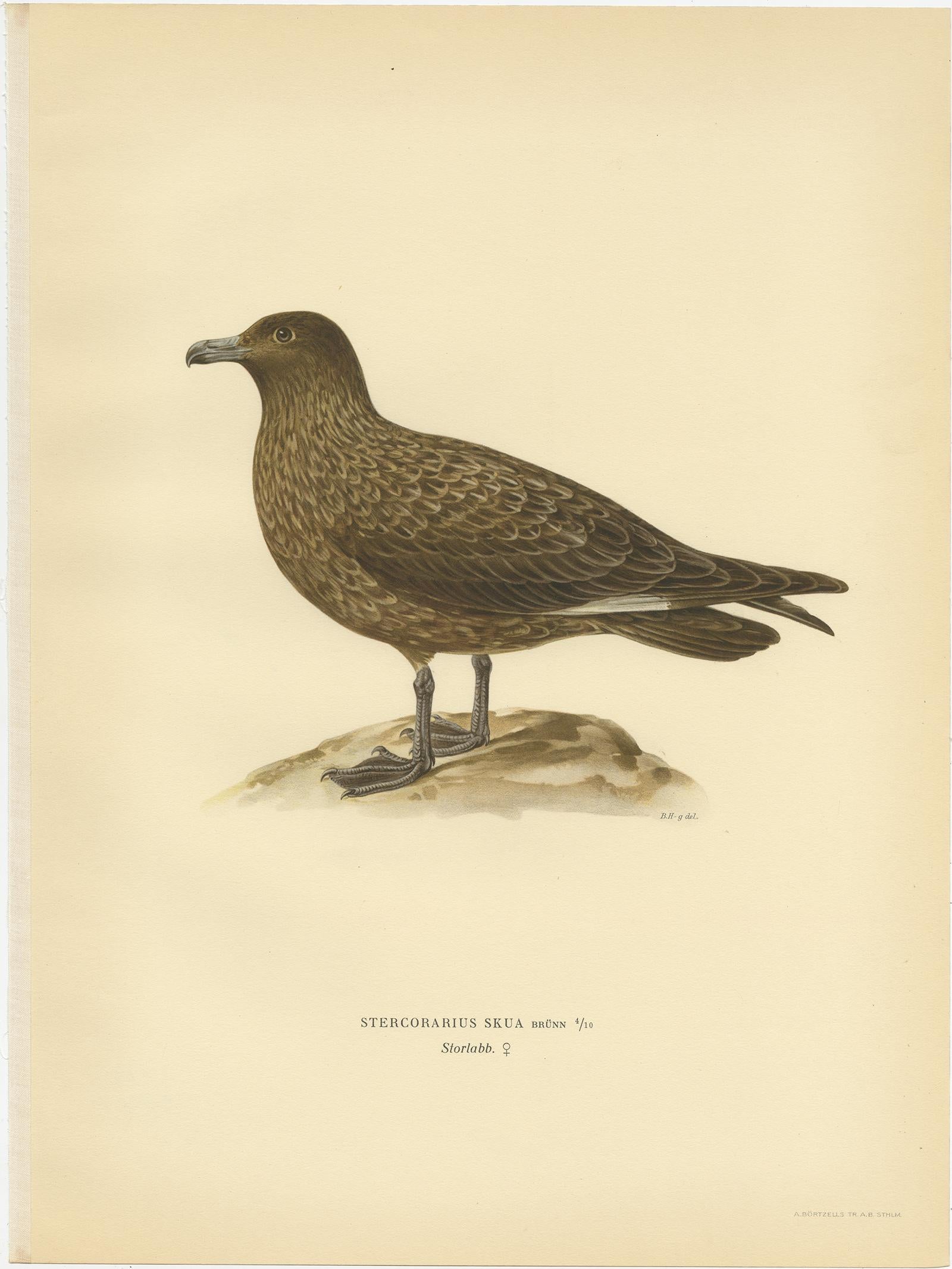 great skua height