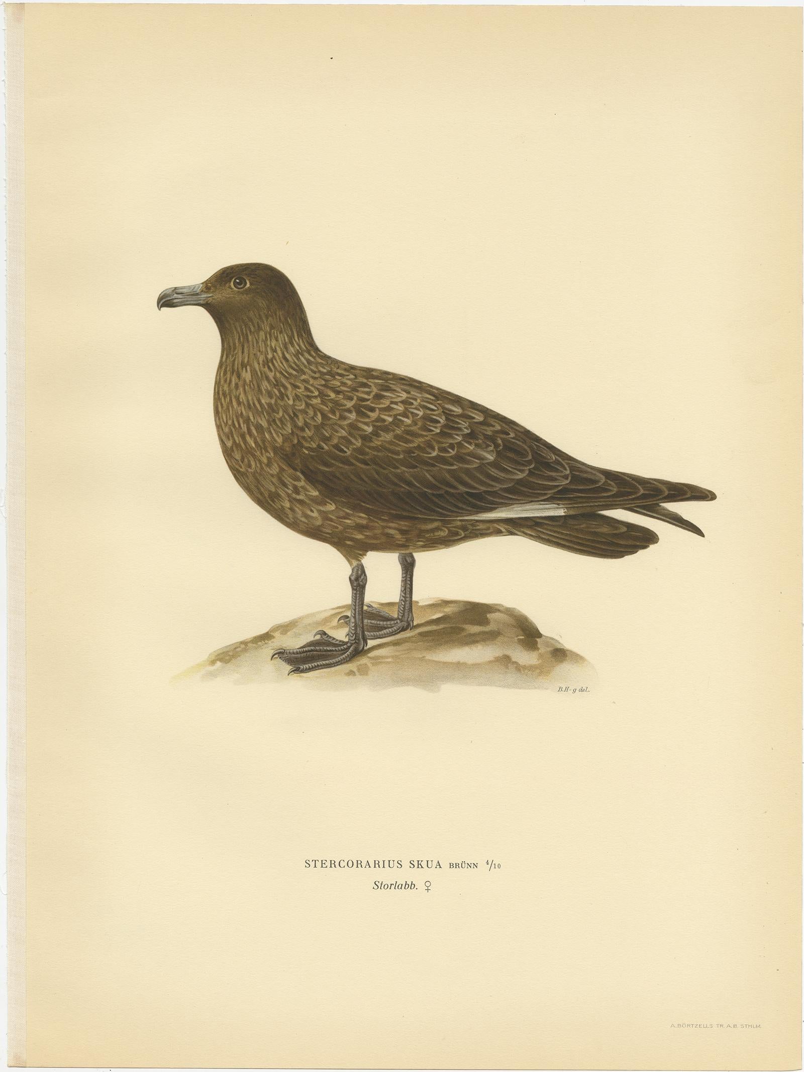 Antique Bird Print of the Great Skua 'Female' by Von Wright, 1929 In Good Condition For Sale In Langweer, NL