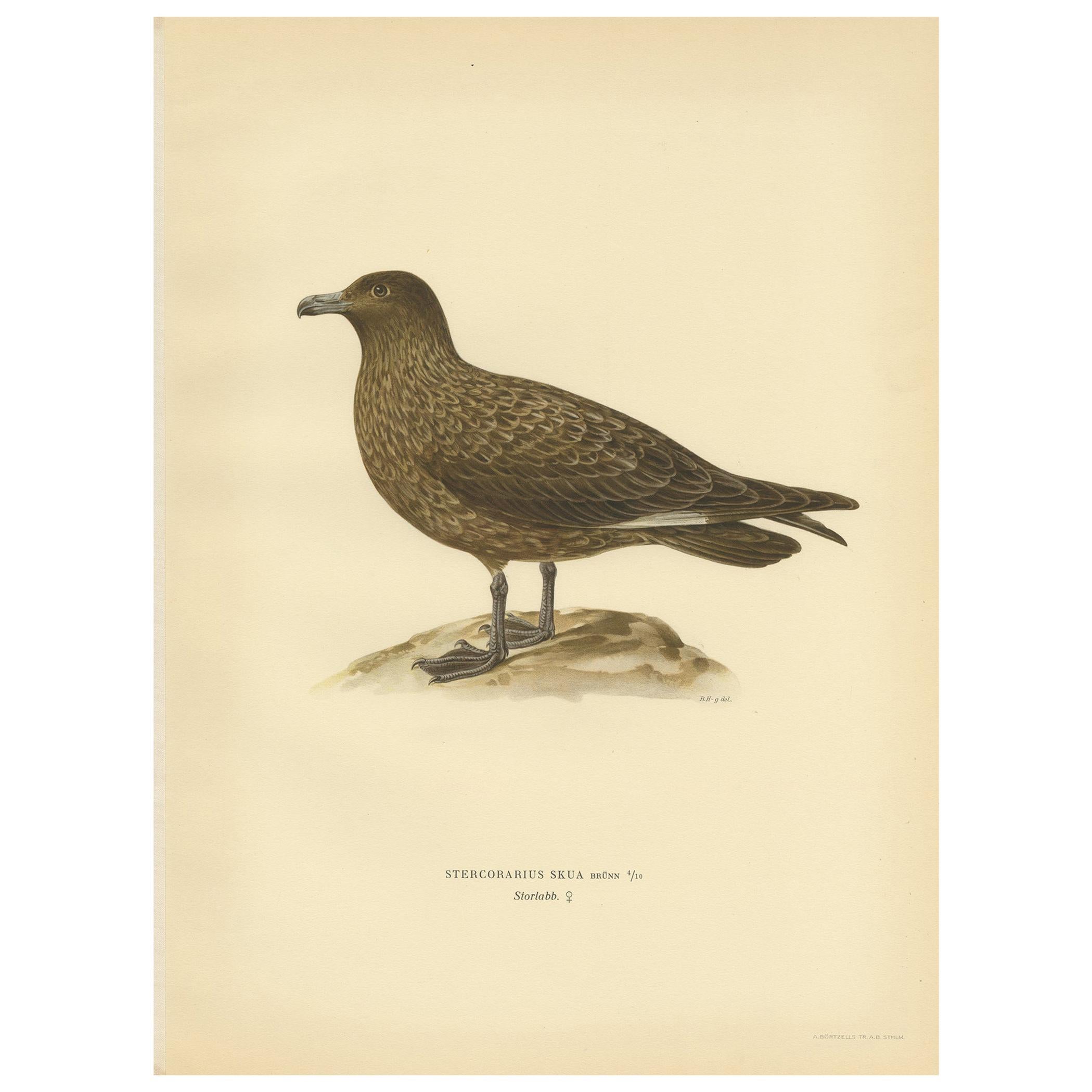 Stampa antica di uccelli della Grande Skua 'Femmina' di Von Wright, 1929