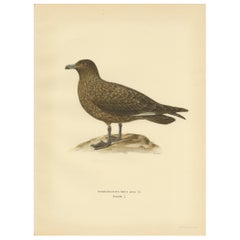 Antique Bird Print of the Great Skua 'Female' by Von Wright, 1929