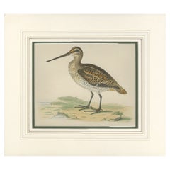 Grabado antiguo de agachadiza común por Morris '1855
