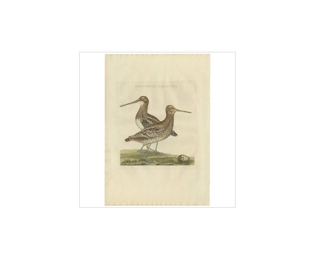 Antique print titled 'Scolopax Gallina'. The great snipe (Gallinago media) is a small stocky wader in the genus Gallinago. This bird's breeding habitat is marshes and wet meadows with short vegetation in north-eastern Europe, including north-western