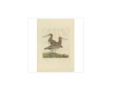 Grabado antiguo de Agachadiza común por Sepp & Nozeman, 1797