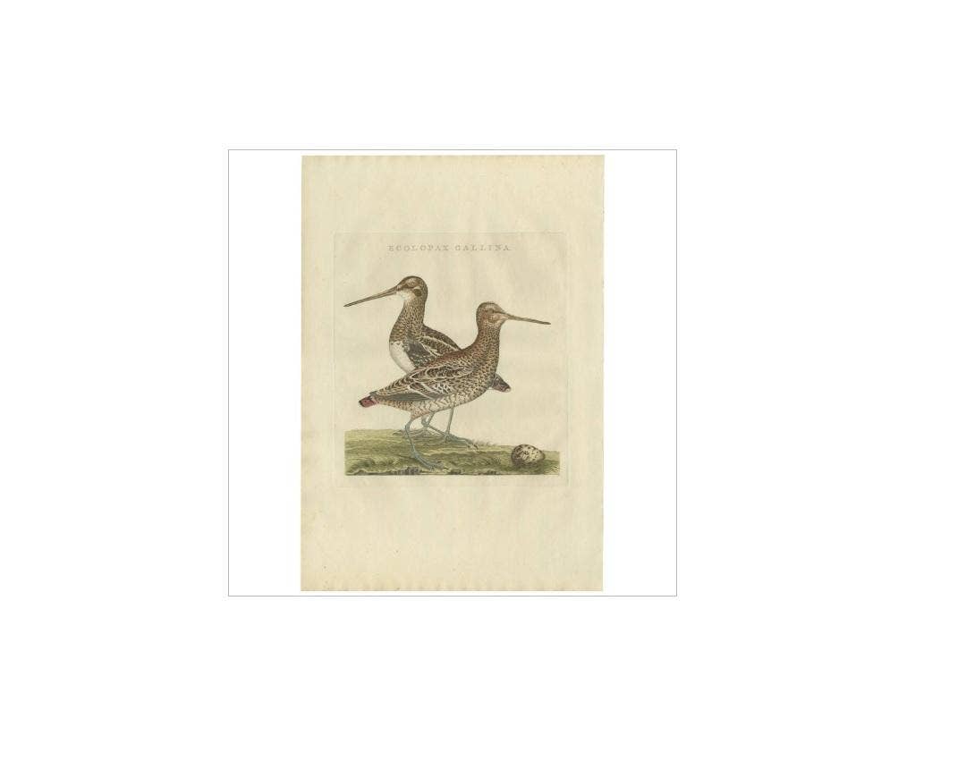 Antique Bird Print of the Great Snipe by Sepp & Nozeman, 1797