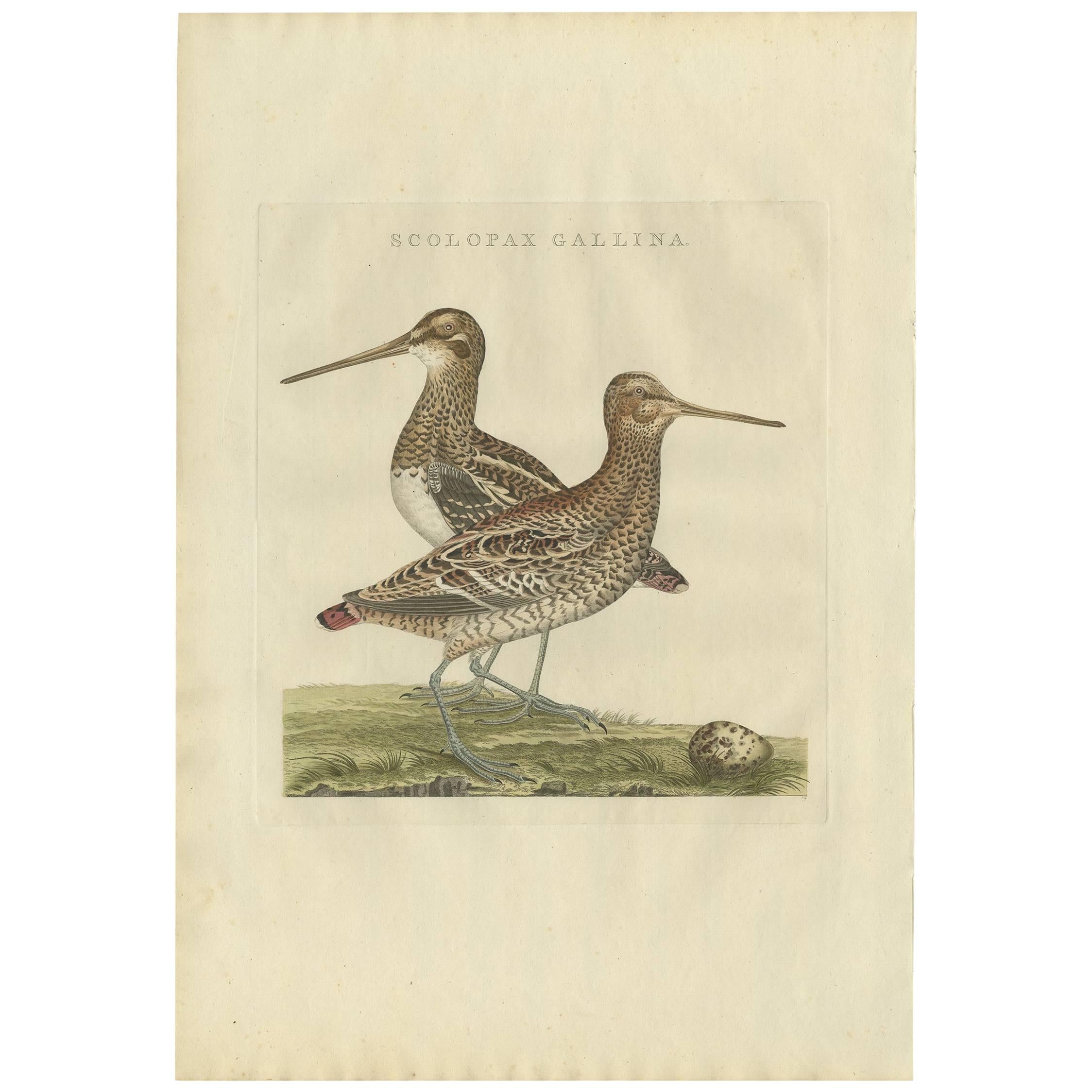 Antique Bird Print of the Great Snipe by Sepp & Nozeman, 1797 For Sale