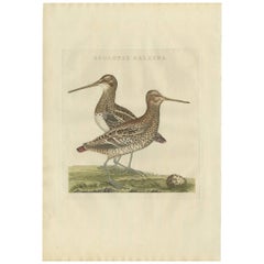 Antique Bird Print of the Great Snipe by Sepp & Nozeman, 1797