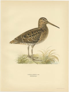 Stampa antica di uccelli del beccaccino di Von Wright, 1929