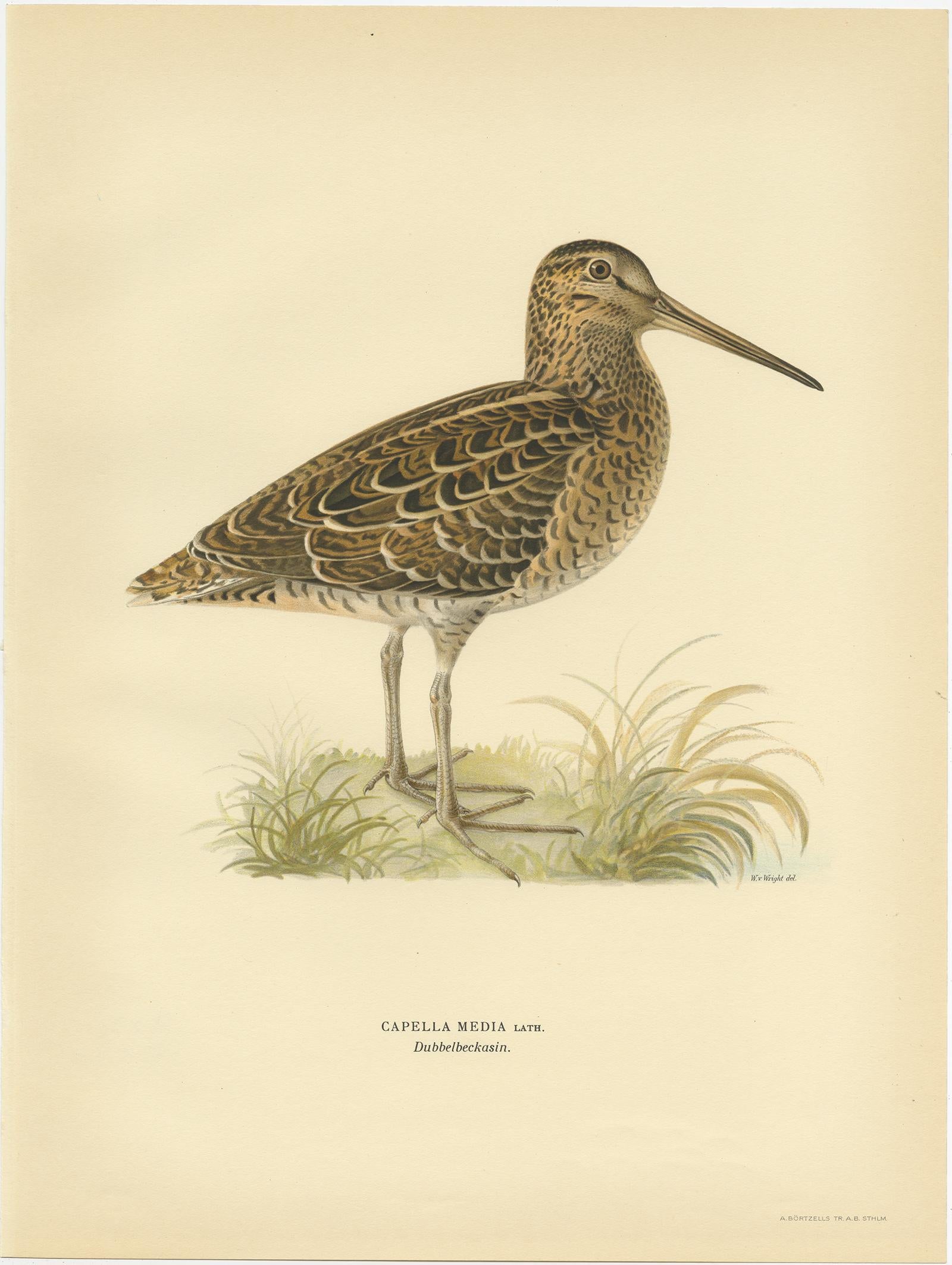 Antique Bird Print of the Great Snipe by Von Wright, 1929 In Good Condition For Sale In Langweer, NL