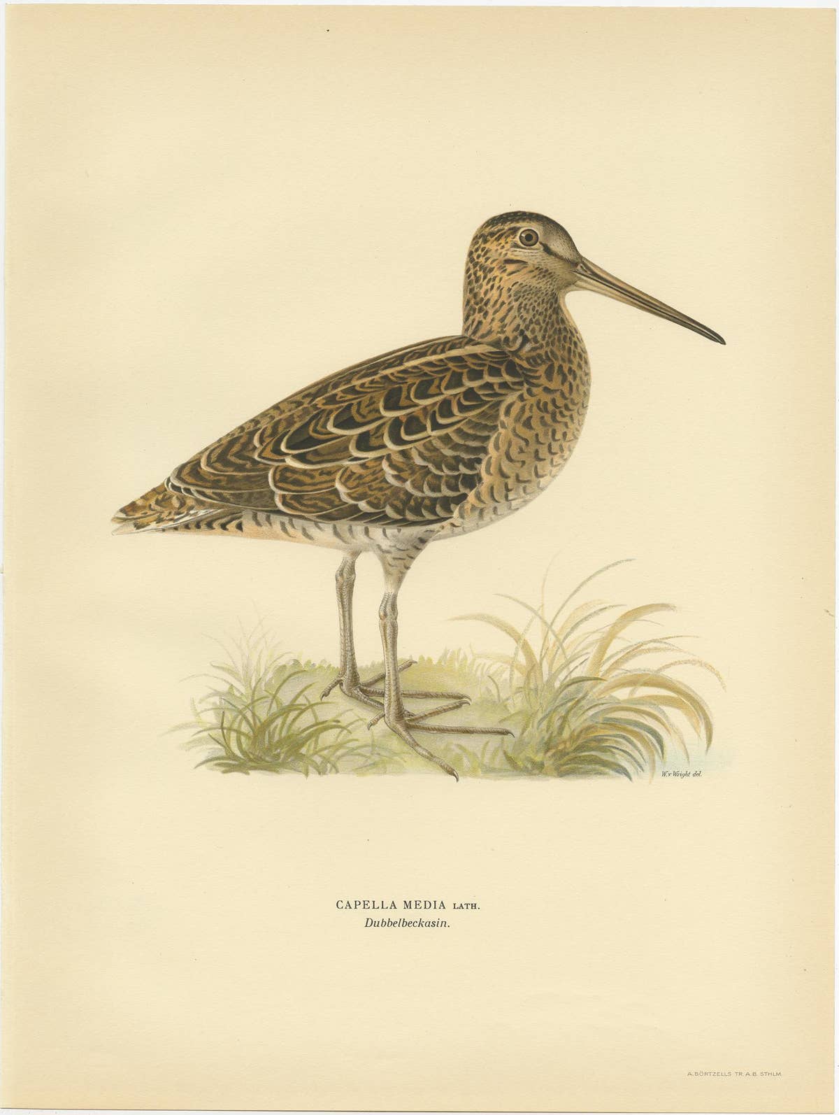 Antique Bird Print of the Great Snipe by Von Wright, 1929
