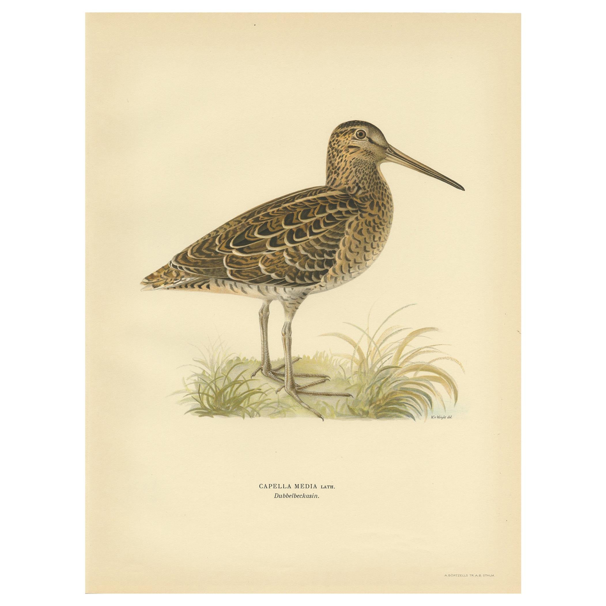 Antique Bird Print of the Great Snipe by Von Wright, 1929 For Sale