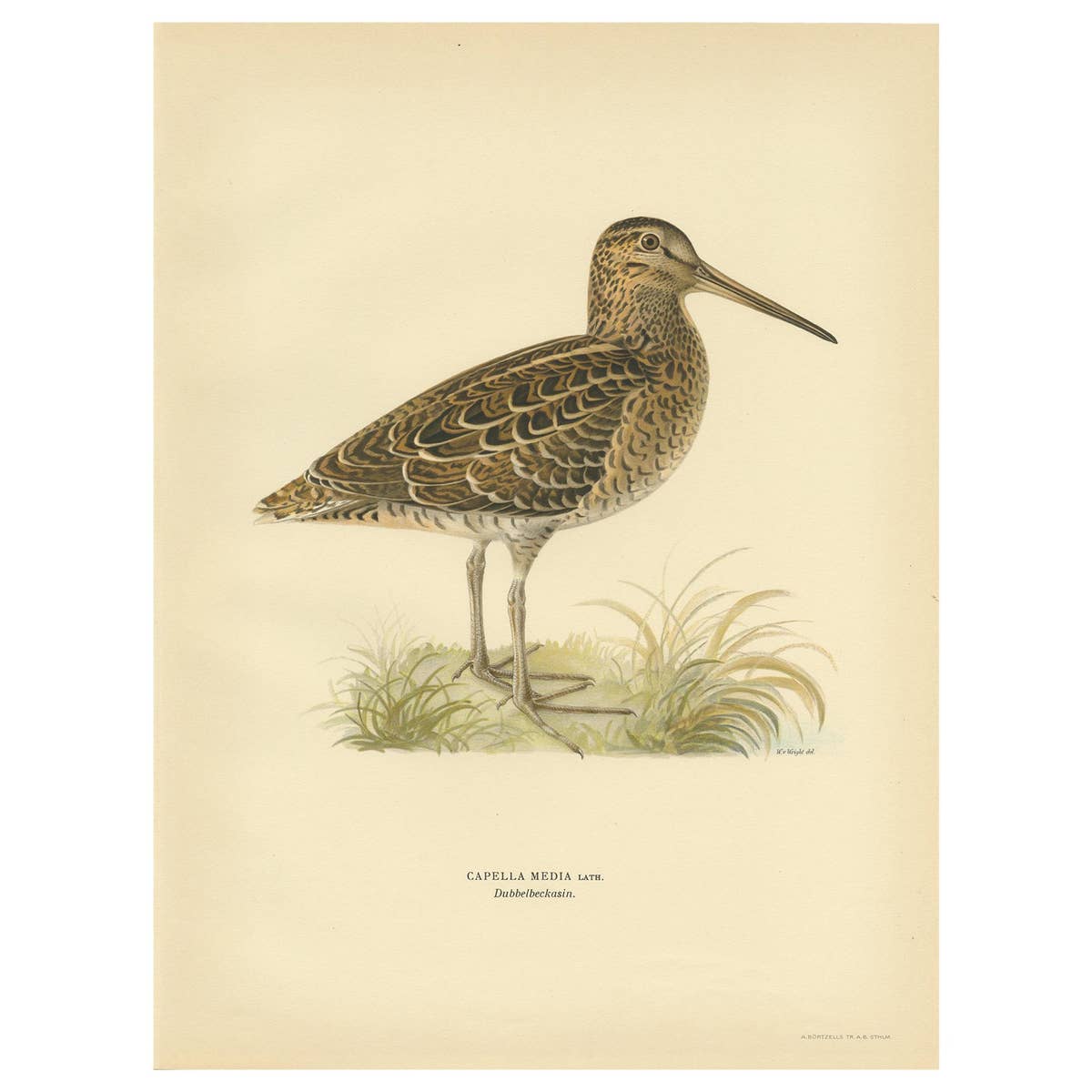 Antique Bird Print of the Great Snipe by Von Wright, 1929