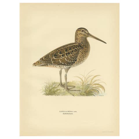 Antique Bird Print of the Great Snipe by Von Wright, 1929