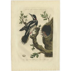 Used Bird Print of the Great Spotted Woodpecker by Sepp & Nozeman, 1770