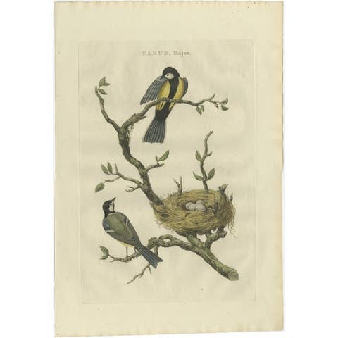 Antique Bird Print of the Great Tit Bird with Eggs by Sepp & Nozeman, 1789