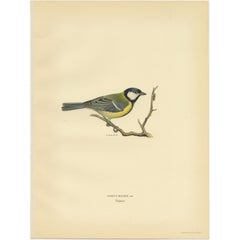 Antique Bird Print of the Great Tit by Von Wright, 1927