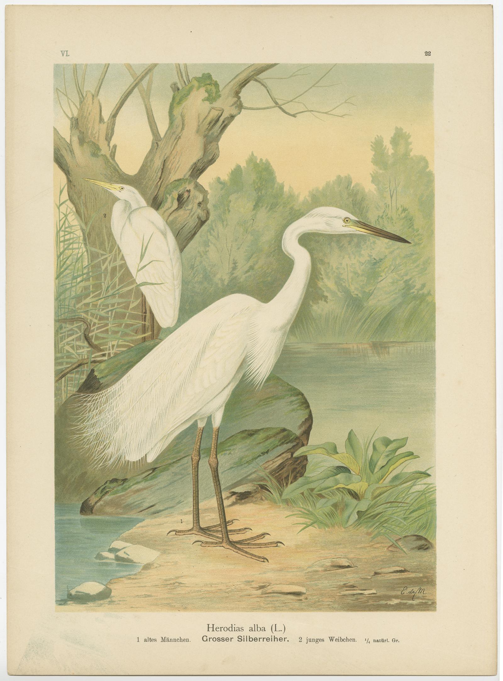 Antique bird print titled 'Herodias alba - Grosser Silberreiher'. Chromolithograph of the Great White Egret or White Heron. This print originates from J.A. Naumann's 'Naturgeschichte der Vögel Mitteleuropas', published, circa 1895.