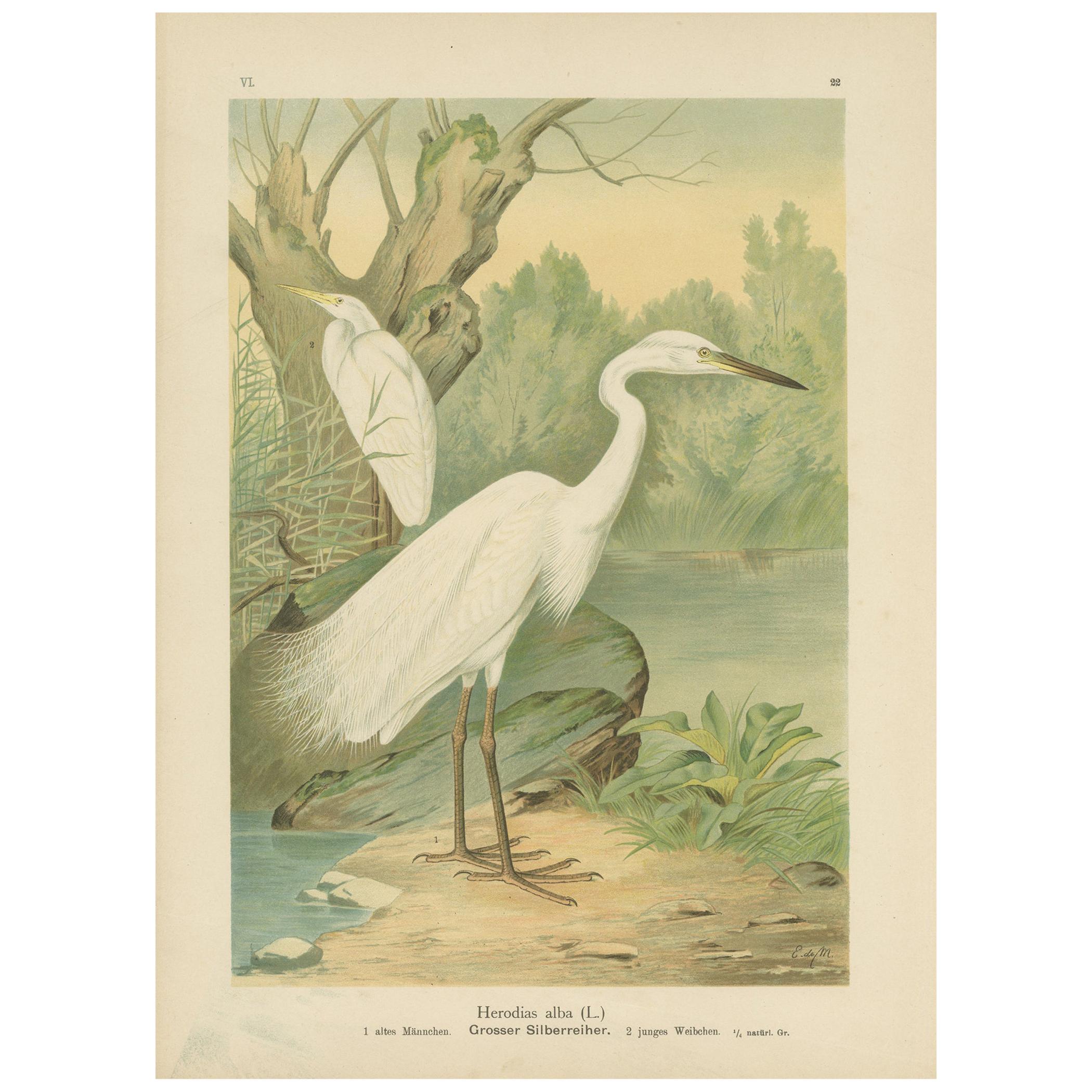 Antique Bird Print of the Great White Egret, circa 1895
