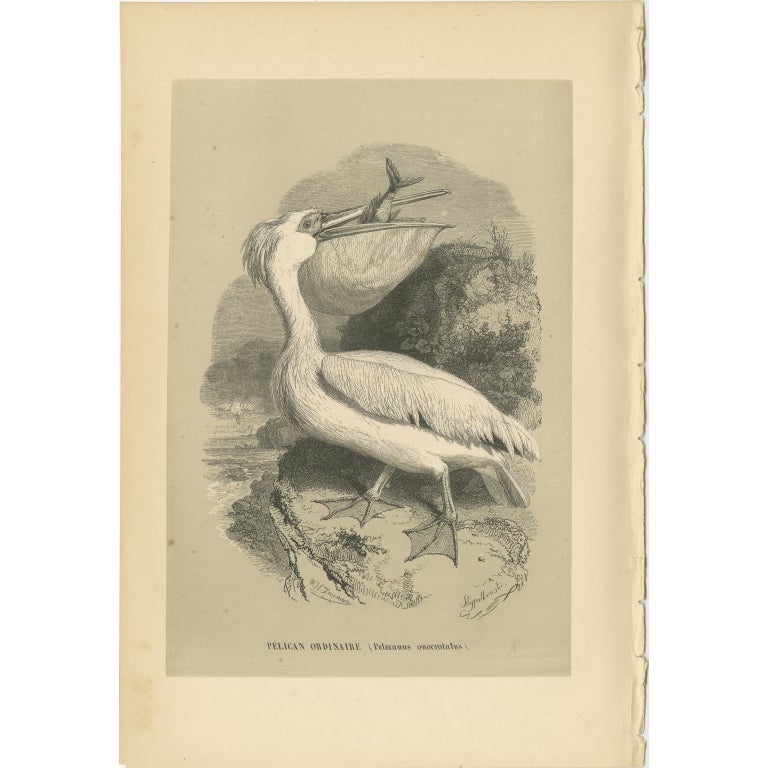 Antique Bird Print of the Great White Pelican by Le Maout, 1853 For Sale