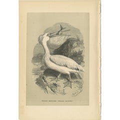 Antique Bird Print of the Great White Pelican by Le Maout, 1853
