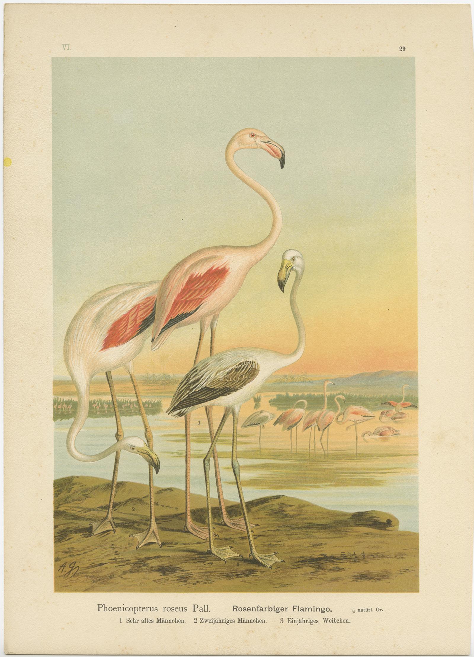 Antique bird print titled 'Phoenicopterus Roseus Pall - Rosenfarbiger Flamingo' . Chromolithograph of the Greater Flamingo. This print originates from J.A. Naumann's 'Naturgeschichte der Vögel Mitteleuropas', published, circa 1895.