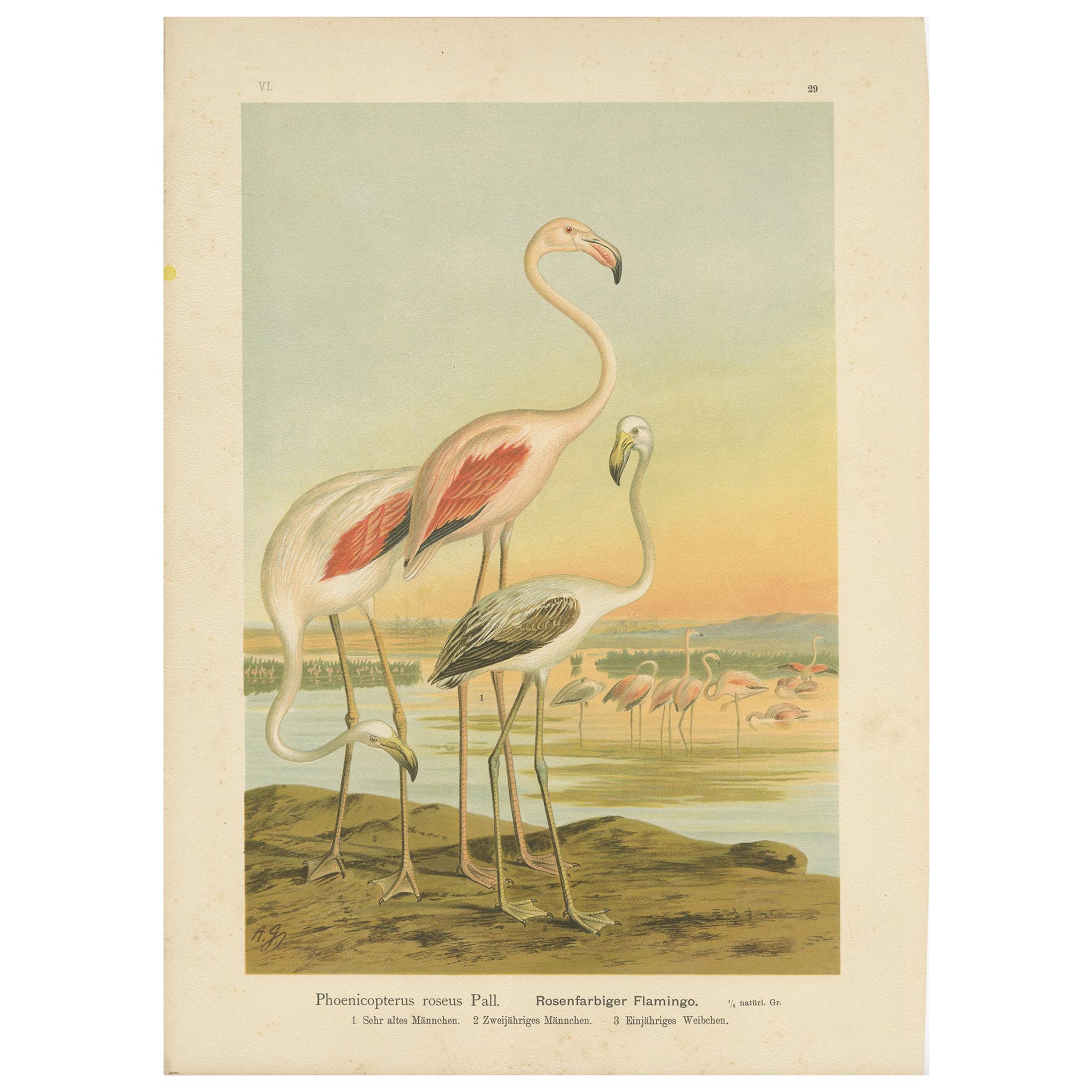 Antique Bird Print of the Greater Flamingo by Naumann, circa 1895