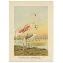 Antique Bird Print of the Greater Flamingo by Naumann, circa 1895