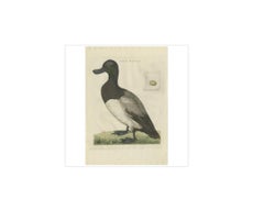 Greater Scaup - Grabado antiguo de ave Anas Marila por Nozeman y Sepp, 1770