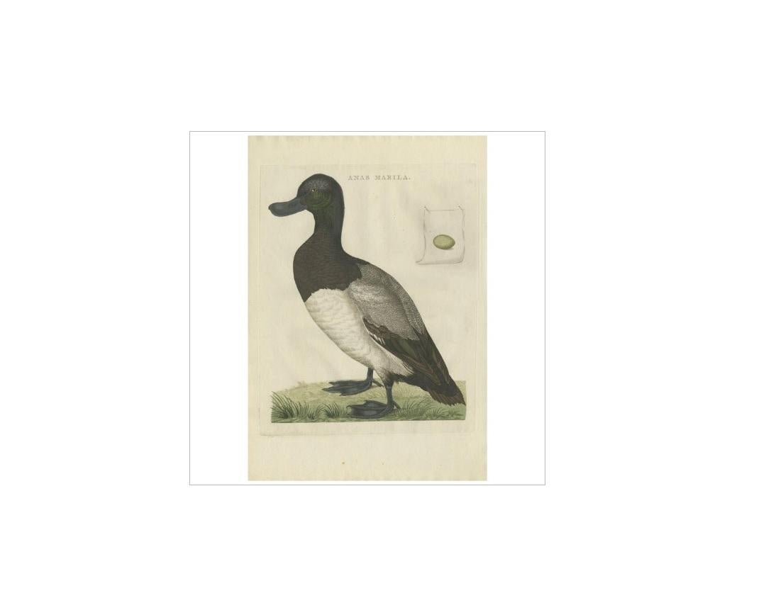 18th Century Antique Bird Print of the Greater Scaup by Sepp & Nozeman, 1797 For Sale