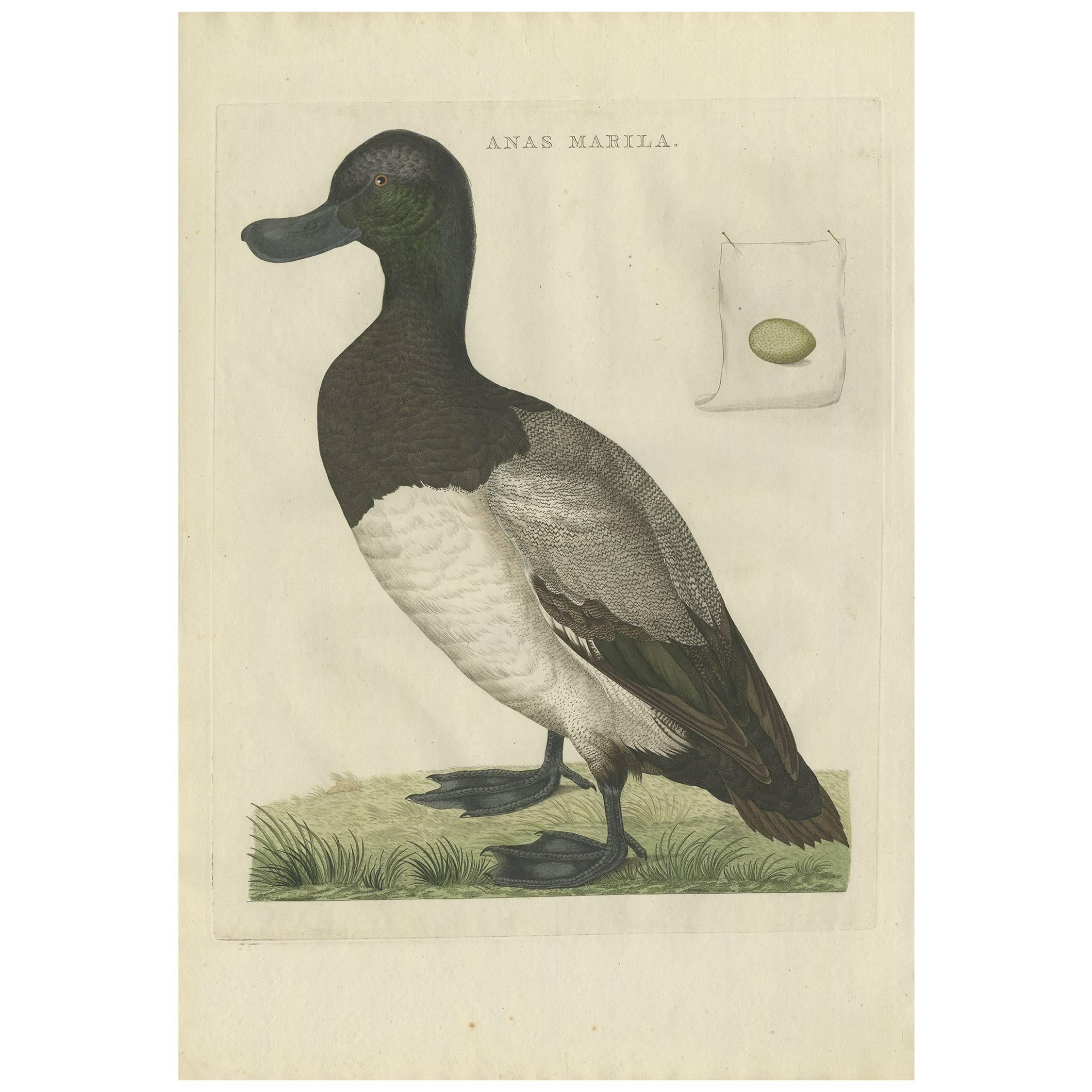 Antique Bird Print of the Greater Scaup by Sepp & Nozeman, 1797 For Sale