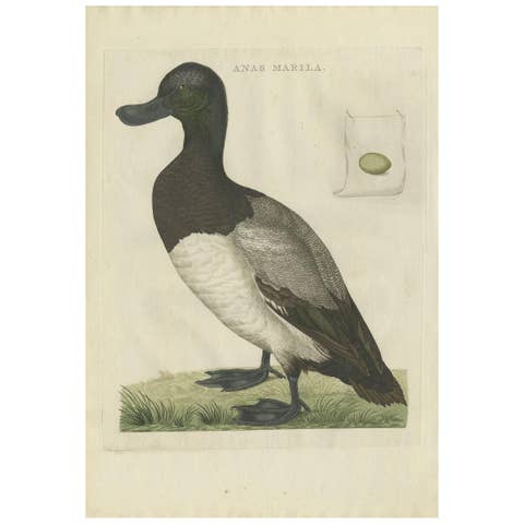 Greater Scaup – Antique Bird Engraving Anas Marila by Nozeman and Sepp, 1770