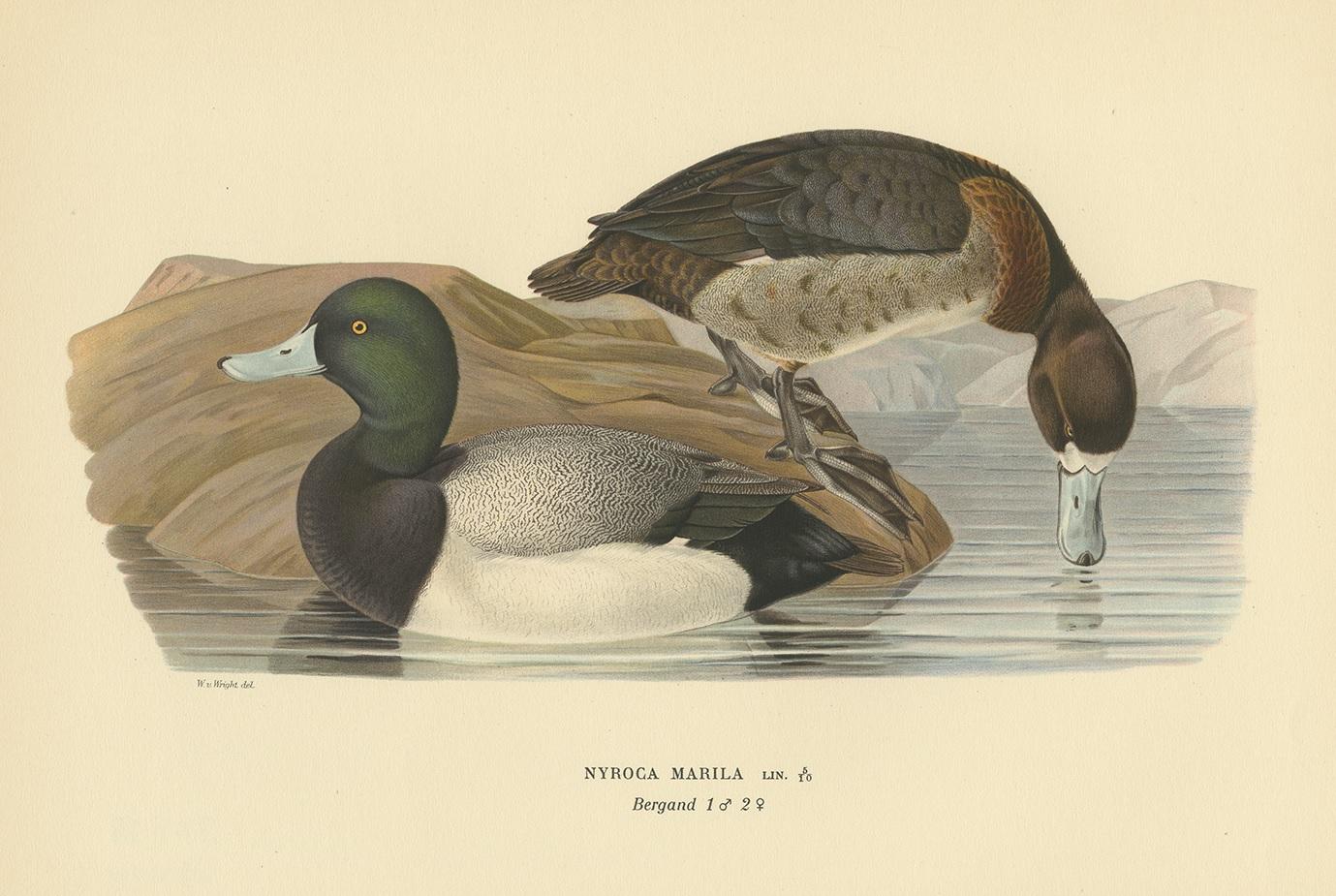 Antique bird print titled 'Nyroca Marila'. Old bird print depicting the greater scaup. This print originates from 'Svenska Foglar Efter Naturen Och Pa Stenritade' by Magnus von Wright.
