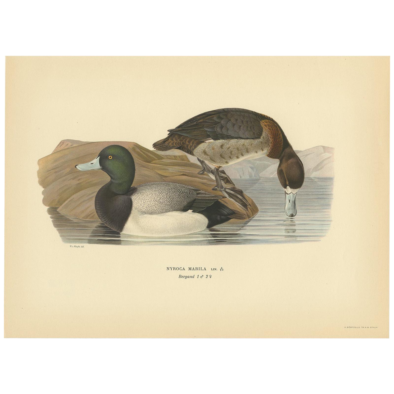Antique Bird Print of the Greater Scaup by Von Wright, 1929