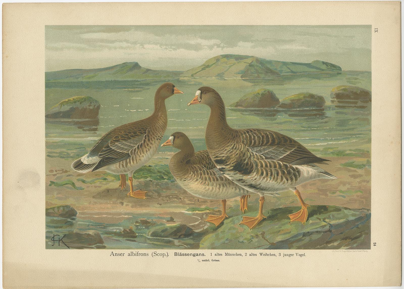 Antique bird print titled 'Anser Albifrons - Blassengans'. Chromolithograph of the Greater white-fronted goose. This print originates from J.A. Naumann's 'Naturgeschichte der Vögel Mitteleuropas', published, circa 1895.