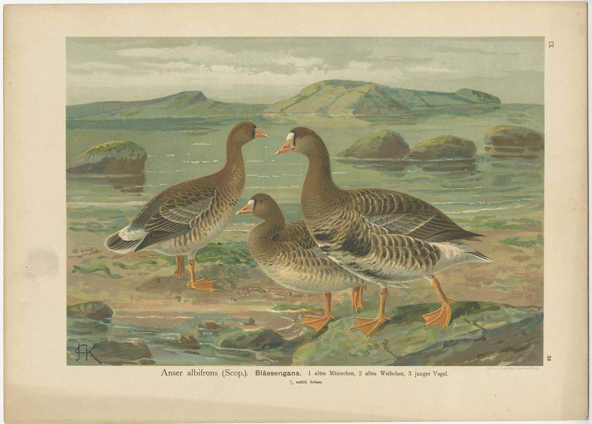 Antique Bird Print of the Greater White-Fronted Goose by Naumann, circa 1895