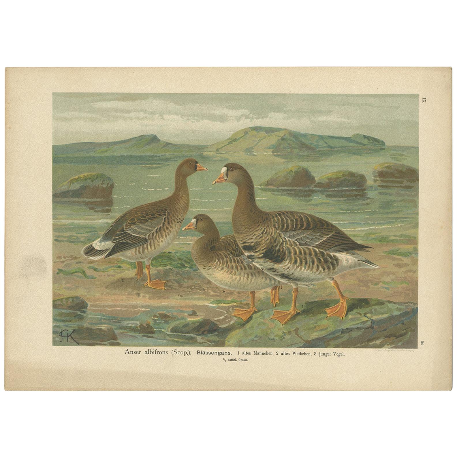 Antique Bird Print of the Greater White-Fronted Goose by Naumann, circa 1895