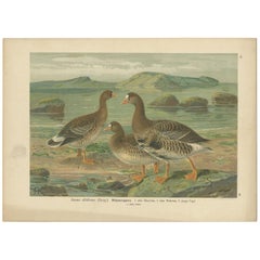 Antiker antiker Vogeldruck der weiß gefütterten Gänse der Großen Gänse von Naumann, um 1895