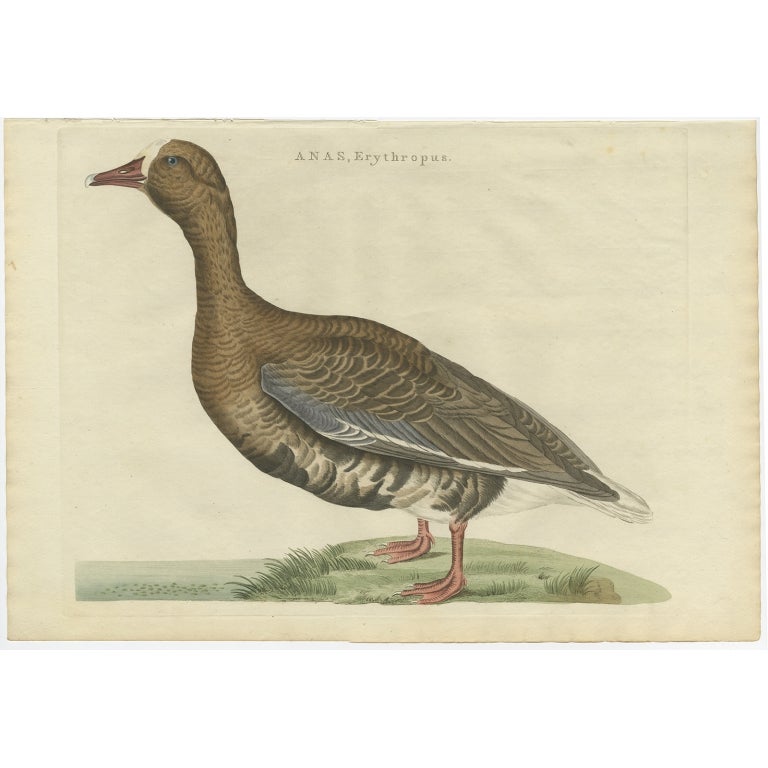 Antique Bird Print of the Greater White-Fronted Goose by Sepp & Nozeman, 1797 For Sale